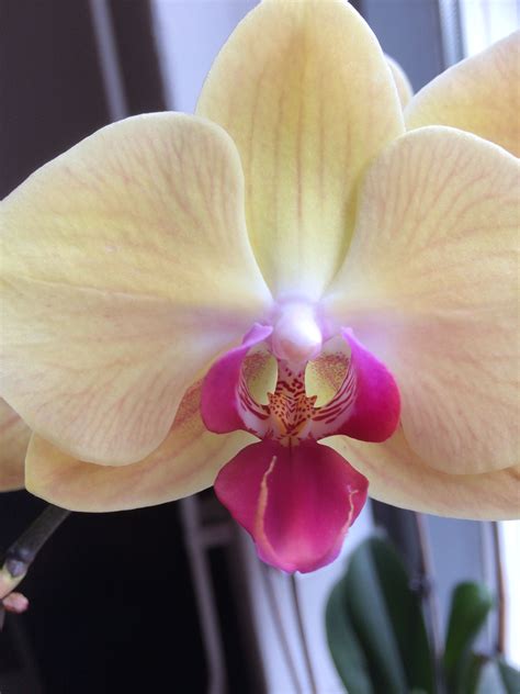 Pin van Linda Brouwers op Mijn orchideeën Orchideeën