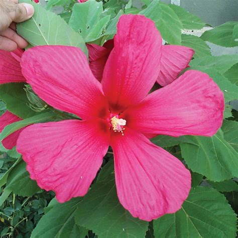 Hibiscus Perennial