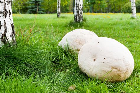 Calvatia gigantea bejín gigante un hongo de tamaño imponente Blog