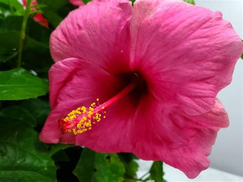 Flowering Hibiscus Plant Pink Cayman Yoder Dwarf Bush Live Etsy