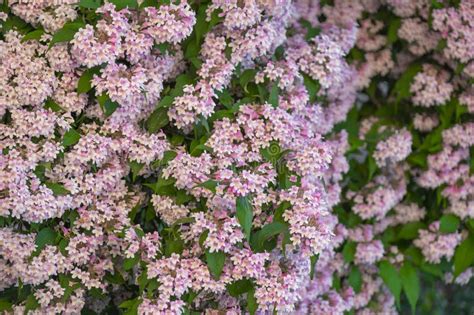 Pink Flowering Bushpink Small Flowers Texturekolkwitzia Amabilis