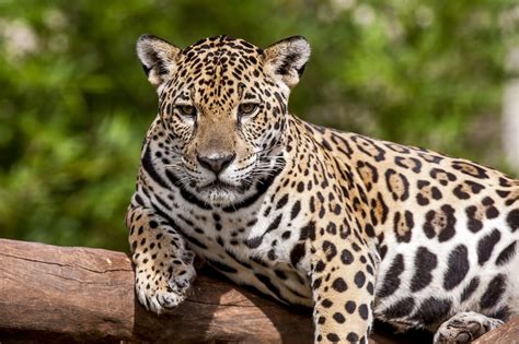 Especies Em Extincao No Brasil - Você sabia que estes 10 animais estão ameaçados de extinção no Brasil?