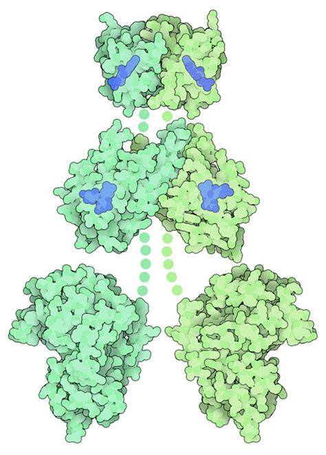 PDB-101: Molecule of the Month: Phototropin