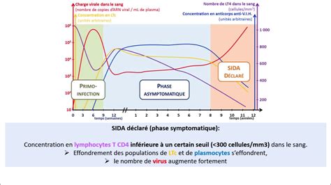 Phases Du VIH YouTube