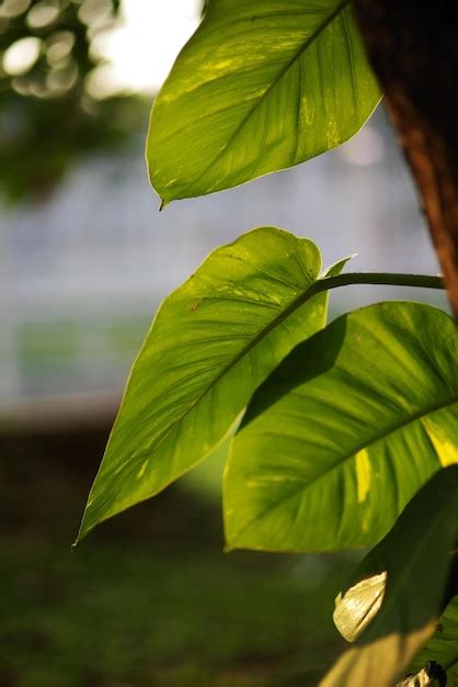 Una Hoja Verde Con El Sol Brillando Sobre Ella Foto Premium