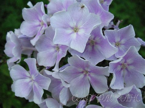 Сад Флоранс - Флоксы - (Phlox)