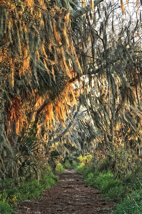 This Is Alligator Alley At The Circle B Bar Reserve In Lakeland Which