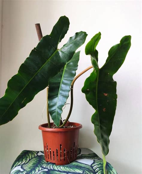 Philodendron Billietiae X Atabapoense Furniture Home Living