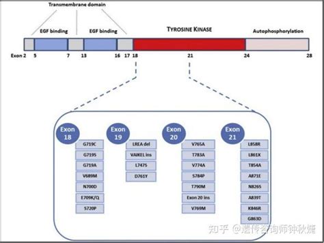 肺癌egfr突变与靶向治疗 知乎