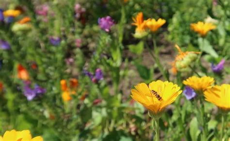 Naturdetektive für Kinder naturdetektive de Natur im Sommer