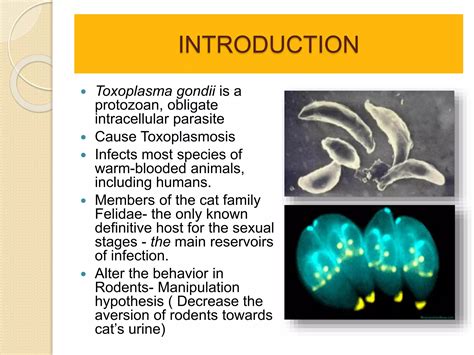 Toxoplasma | PPTX