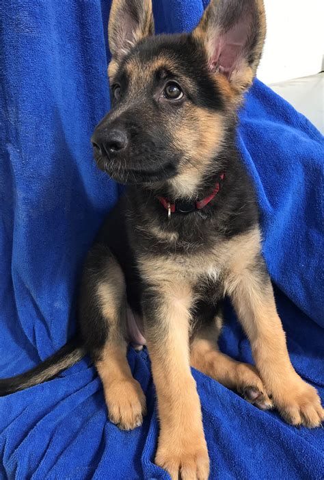 Silver Sable German Shepherd Puppies For Sale Uk / 18 Week Old German ...