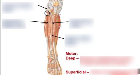 Common Fibular Nerve Diagram Quizlet