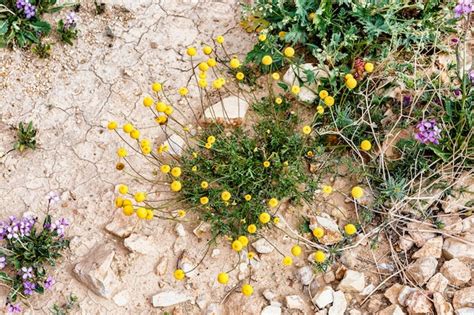 Flores En El Desierto Negev Israel Foto Premium