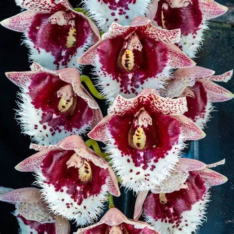 buy exotic rare orchid plants     india