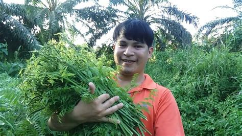 Cari Sayur Pakis Di Ladang Sawit YouTube