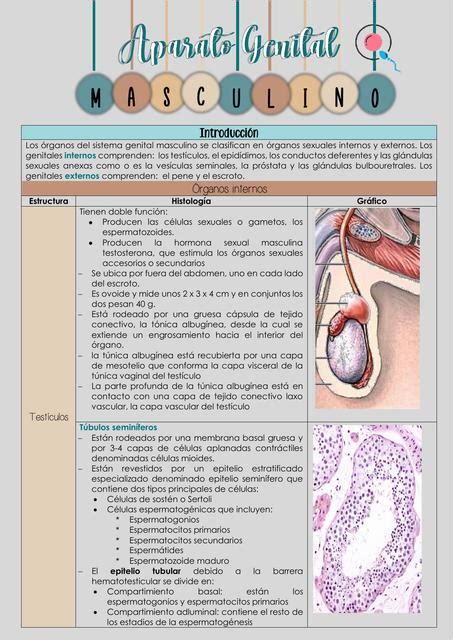 Resumen De Sistema Genital Masculino Histolog A Aparato Genital