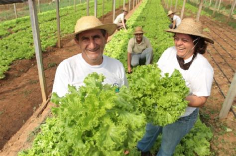 Agricultura Criou Quase 180 Mil Novos Postos De Trabalho Este Ano Uai