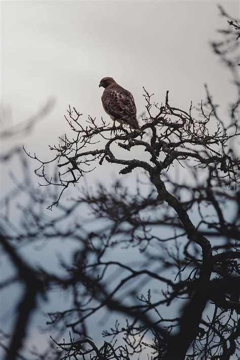 Bird Beak Branch Feathers Hd Phone Wallpaper Peakpx