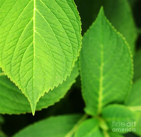 green leaf close  photograph  aleksandar mijatovic fine art america