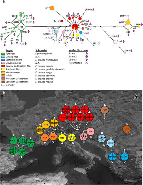 A TCS Haplotype Network Based On The Concatenated MtDNA Haplotypes