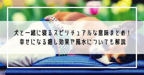 犬と一緒に寝るスピリチュアルな意味まとめ！幸せになる癒し効果や腕枕で寝る心理とデメリットや風水についても解説