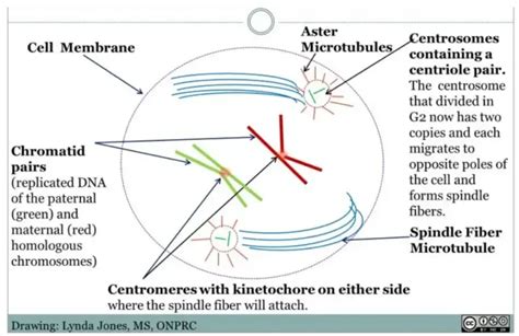 Prophase I - Definition, Stages, Importance - Biology Notes Online