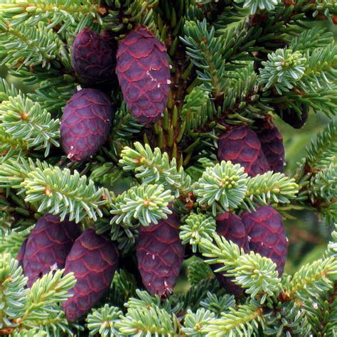 Ель черная - Picea mariana