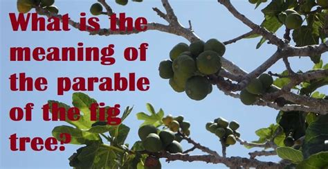 What Is The Meaning Of The Parable Of The Fig Tree Salvationcall