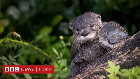 Geoportal Conabio Explorando La Rica Biodiversidad Mexicana