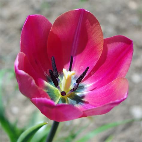 Pink Tulip Stock Photo Image Of Pink Natural Spring