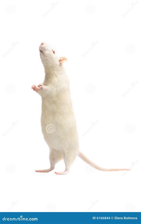 Albino rat stock photo. Image of domestic, pest, tail - 6166844