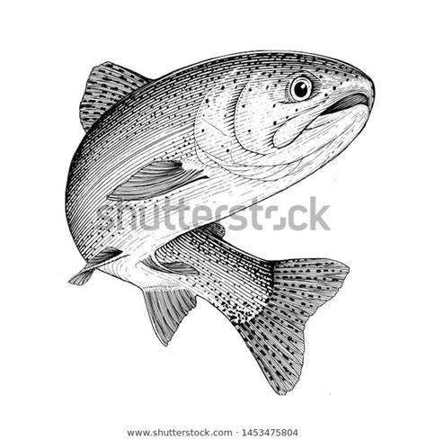 Illustration Leaping Rainbow Trout Stock Vector Royalty Free 1453475804 Shutterstock Trout