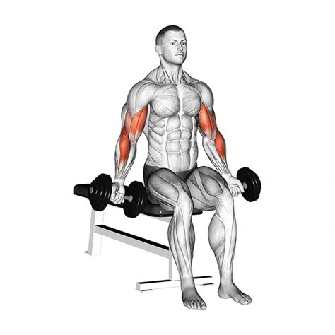 Seated Dumbbell Hammer Curl