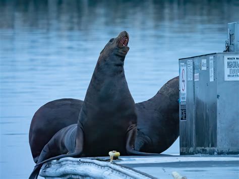 CA26415 Edit CA Sealions Judy Rudolph Flickr