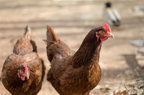 Selecting The Best Chicken Breeds For Your Homestead Murray Mcmurray