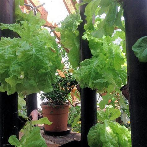 Gropockets Aquaponic Tower With Lettuce In Oregon Greenhouse 12v Led