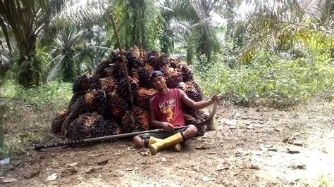 Tbs Anjlok Petani Sawit Di Muba Menjerit Topik Sumsel