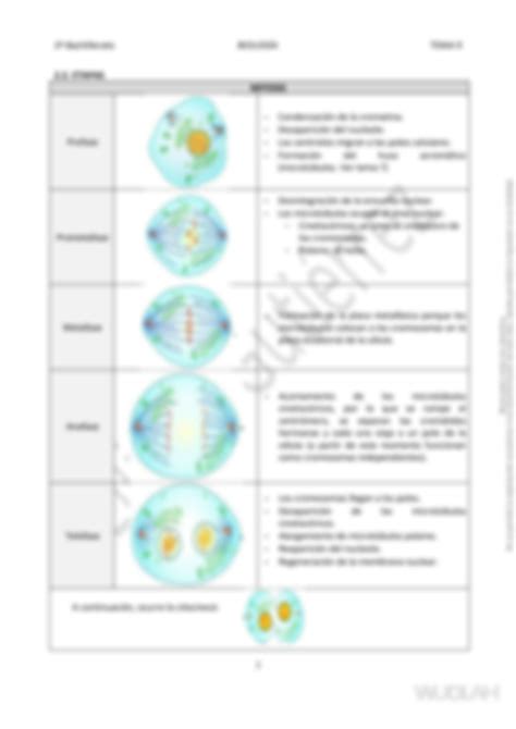 Solution Biolog A Bach El Ciclo Celular Studypool