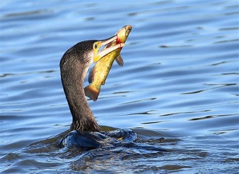 Corvo Marinho De Faces Brancas Great Cormorant Ponta Da Flickr