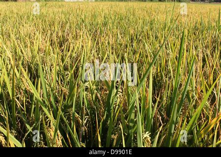 Paddy Field of Kerala, India Stock Photo - Alamy