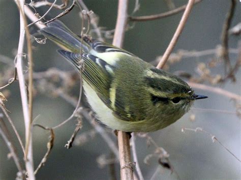 Lemon Rumped Warbler Ebird