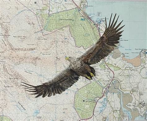 White Tailed Sea Eagle Over Mull Sold The Rambling Artist