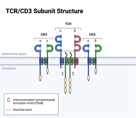 Tcr Cd Subunit Structure Biorender Science Templates