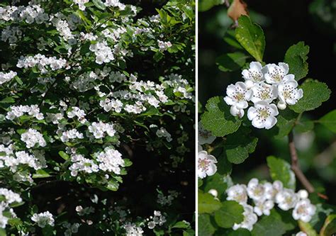 Crataegus laevigata | Landscape Plants | Oregon State University