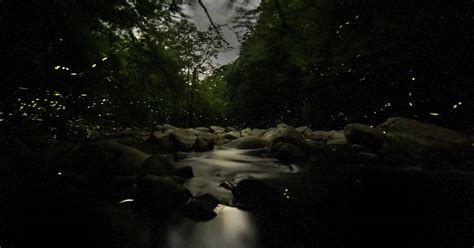 Best Time To See Synchronous Fireflies In Tennessee 2019 Roveme