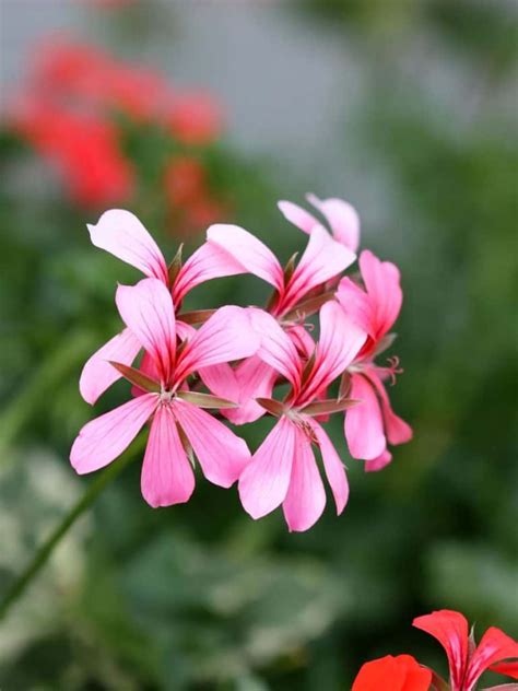 15 Pink Geranium Varieties For Your Garden