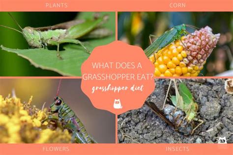 What Does a Grasshopper Eat? - Grasshopper Diet