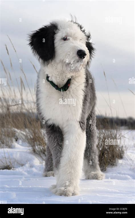 Old English Sheepdog Puppy Hi Res Stock Photography And Images Alamy