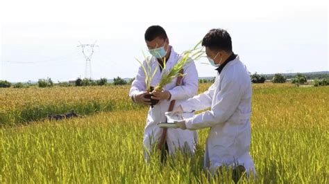 护秋粮！黑河市爱辉区中国最北高纬寒地水稻丰收在“技”腾讯新闻